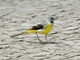 Gray Wagtail (Motacilla cinerea)