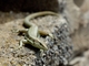 Madeira Lizard (Teira dugesii)