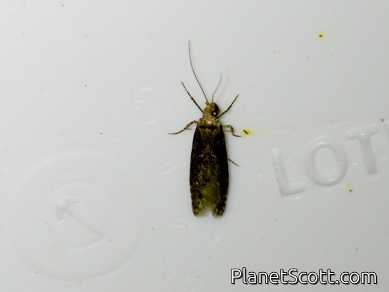 Flat-bodied Moth (Agonopterix perezi)