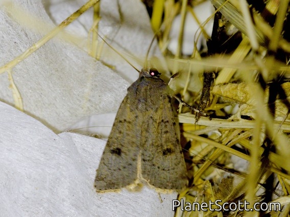 Pale Mottled Willow Moth (Caradrina clavipalpis)