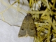 Pale Mottled Willow Moth (Caradrina clavipalpis)
