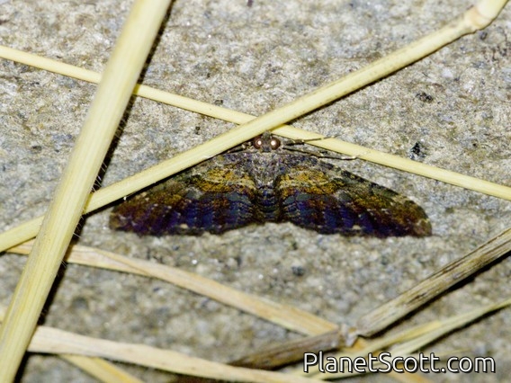 Geometer Moth (Xanthorhoe rupicola)