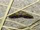 Geometer Moth (Xanthorhoe rupicola)