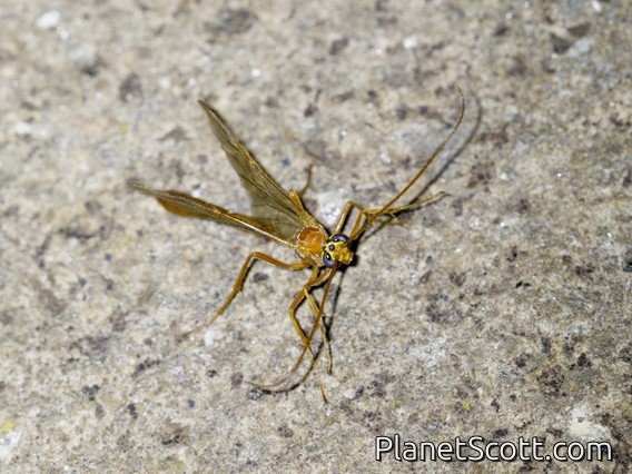 Ichneumonid Wasp (Ichneumonidae sp)