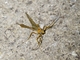 Ichneumonid Wasp (Ichneumonidae sp)