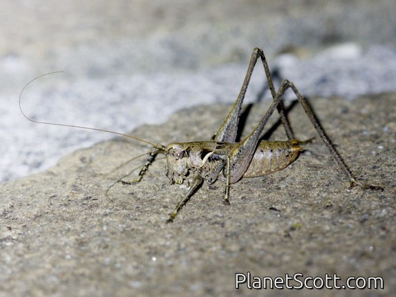 Portuguese Mountain Bush-Cricket (Antaxius spinibrachius)