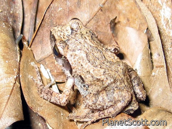 Common Squeaker (Arthroleptis stenodactylus)