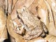 Common Squeaker (Arthroleptis stenodactylus)