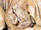 Common Squeaker (Arthroleptis stenodactylus)