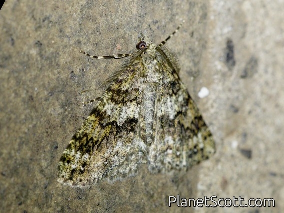 Geometer Moth (Ascotis fortunata)