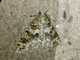 Geometer Moth (Ascotis fortunata)