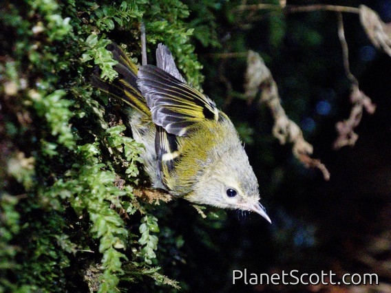 Madeira Firecrest (Regulus madeirensis)
