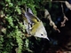 Madeira Firecrest (Regulus madeirensis)