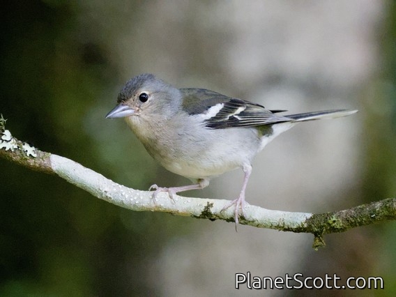 Madeira Chaffinch (Fringilla maderensis)