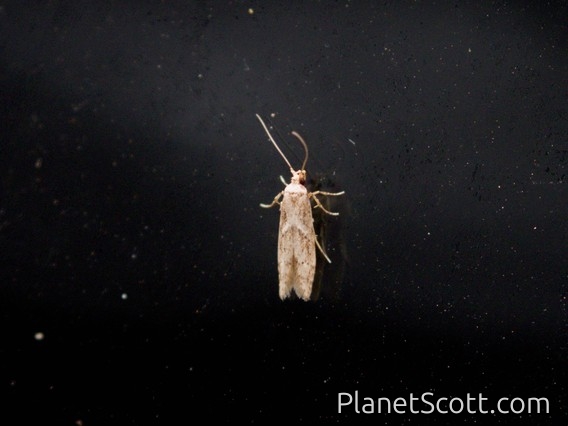 Dingy Dowd (Blastobasis adustella)