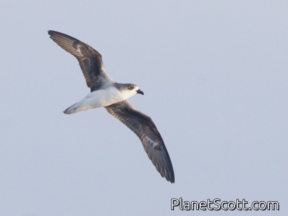 Desertas Petrel (Pterodroma deserta)