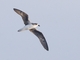 Desertas Petrel (Pterodroma deserta)