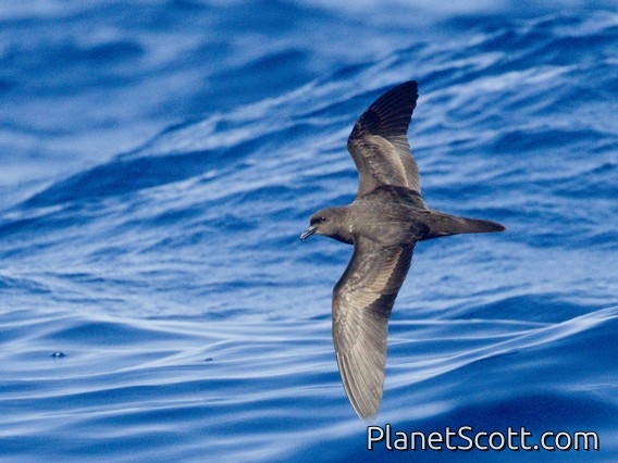 Bulwer's Petrel (Bulweria bulwerii)