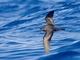 Bulwer's Petrel (Bulweria bulwerii)