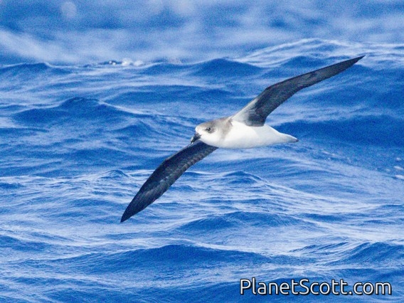 Desertas Petrel (Pterodroma deserta)