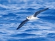 Desertas Petrel (Pterodroma deserta)