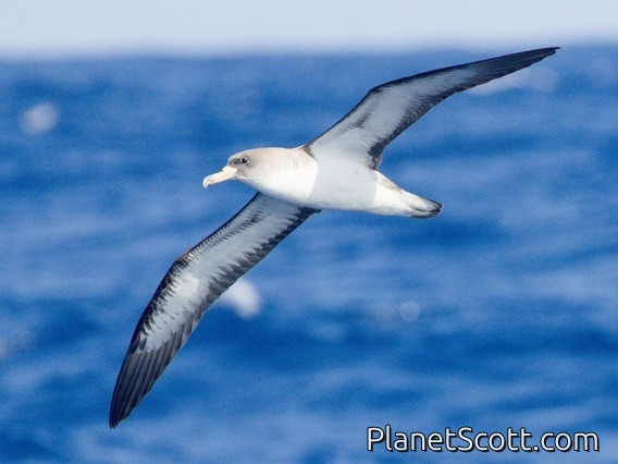 Cory's Shearwater (Calonectris borealis)
