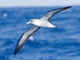 Cory's Shearwater (Calonectris borealis)