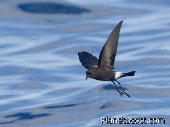 Wilson's Storm-Petrel (Oceanites oceanicus)