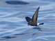 Wilson's Storm-Petrel (Oceanites oceanicus)