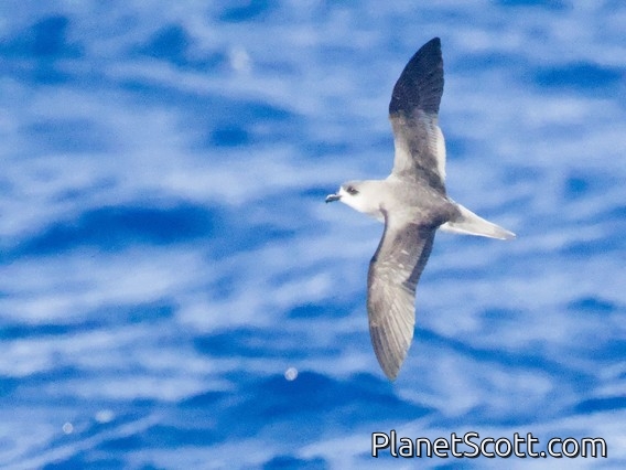 Desertas Petrel (Pterodroma deserta)