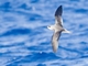 Desertas Petrel (Pterodroma deserta)