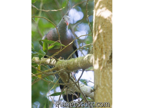 Trocaz Pigeon (Columba trocaz)
