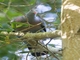Trocaz Pigeon (Columba trocaz)