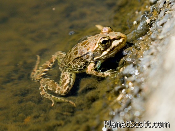 Iberian Green Frog (Pelophylax perezi)