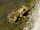Iberian Green Frog (Pelophylax perezi)