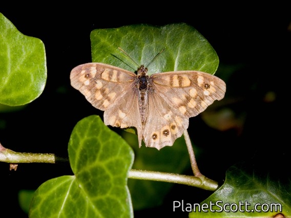Speckled Wood (Pararge aegeria)