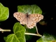 Speckled Wood (Pararge aegeria)