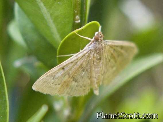 Grass Webworm Moth (Herpetogramma licarsisalis)
