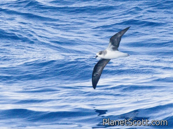 Zino's Petrel (Pterodroma madeira)