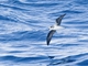 Zino's Petrel (Pterodroma madeira)