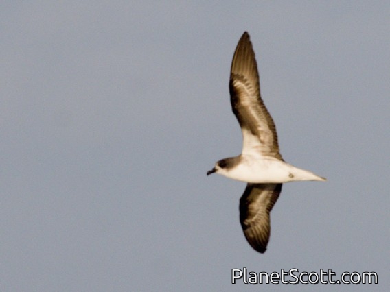 Zino's Petrel (Pterodroma madeira)