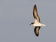 Zino's Petrel (Pterodroma madeira)
