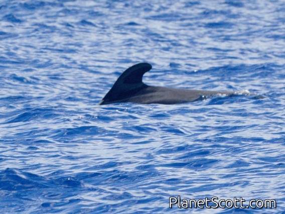 Short-finned Pilot Whale (Globicephala macrorhynchus)