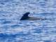 Short-finned Pilot Whale (Globicephala macrorhynchus)