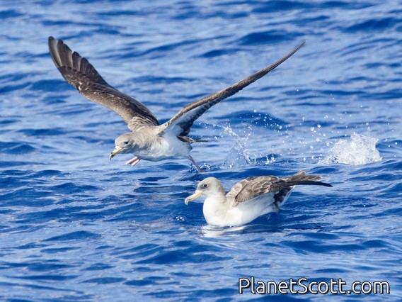 Cory's Shearwater (Calonectris borealis)