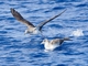 Cory's Shearwater (Calonectris borealis)