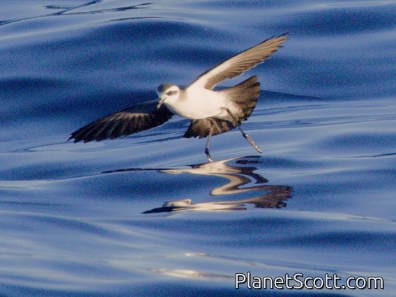 White-faced Storm-Petrel (Pelagodroma marina)