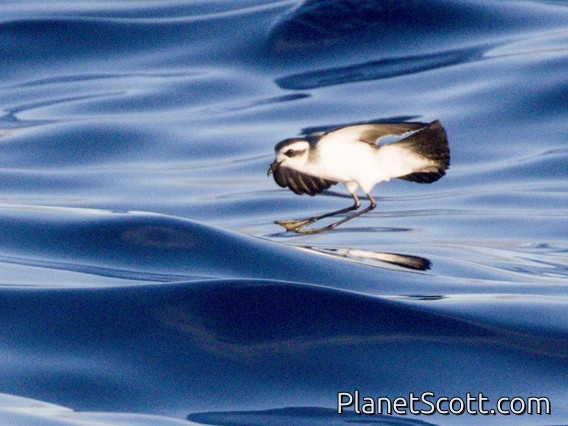 White-faced Storm-Petrel (Pelagodroma marina)