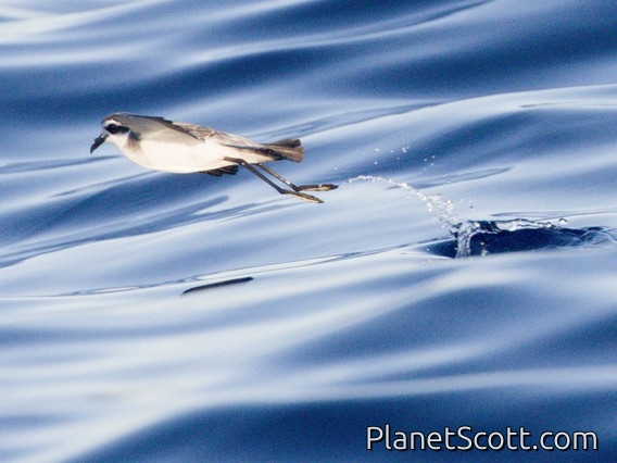White-faced Storm-Petrel (Pelagodroma marina)