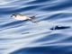 White-faced Storm-Petrel (Pelagodroma marina)